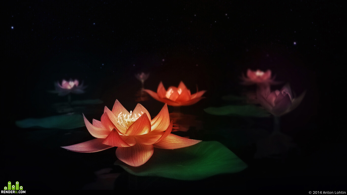 s14adow. Water Lily (Lotus)