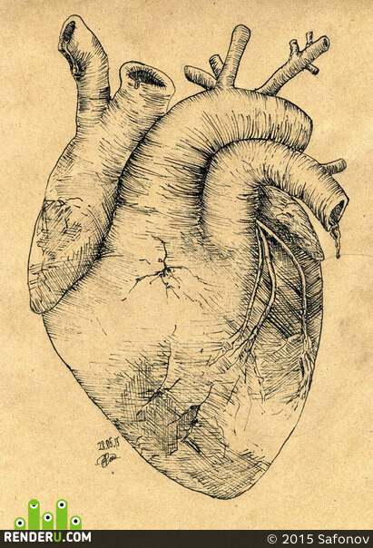 Safonov. heart