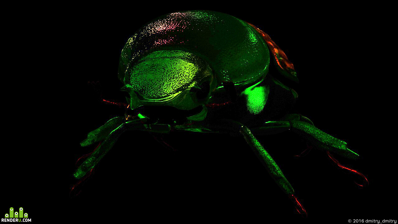 dmitry_dmitry. Beetle bronzovka