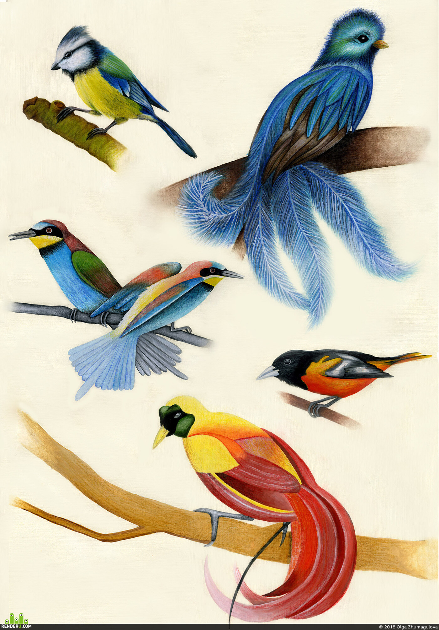 Olga Zhumagulova (OlgaZhumagulova). Birds