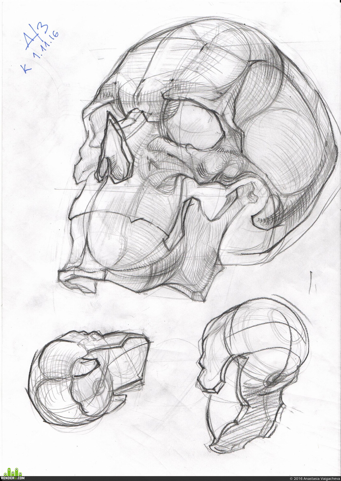 Anastasia Vaigacheva. Skulls anatomy
