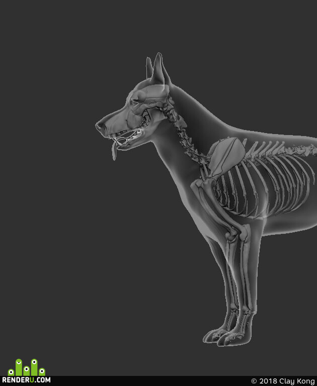 Clay Kong. Dog anatomy model