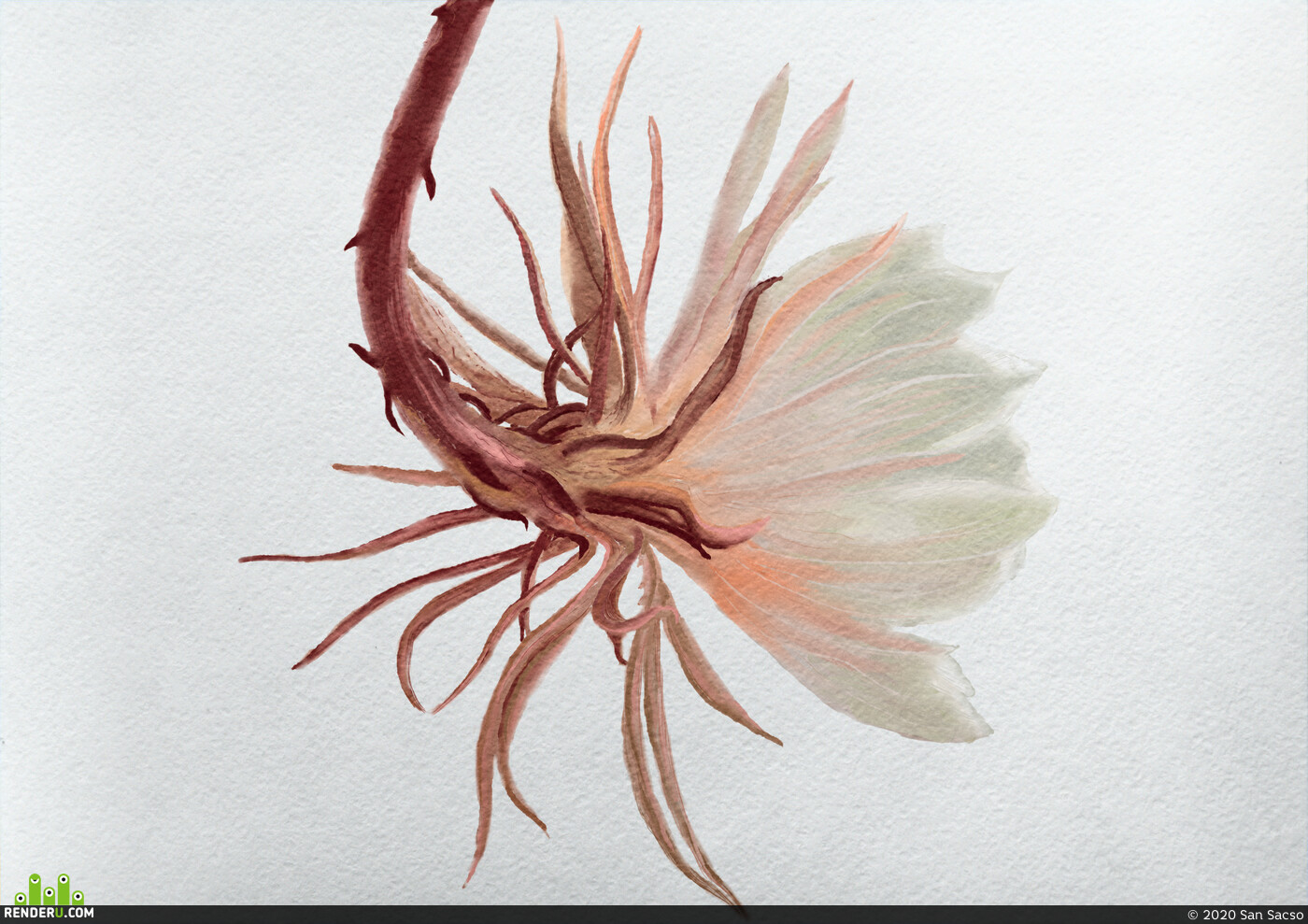 San Sacso. Flower