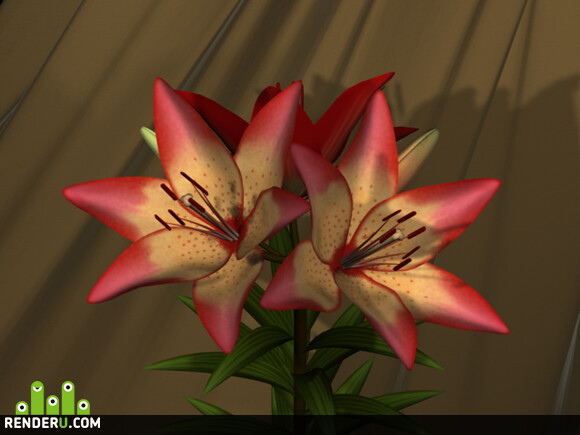 Lilii