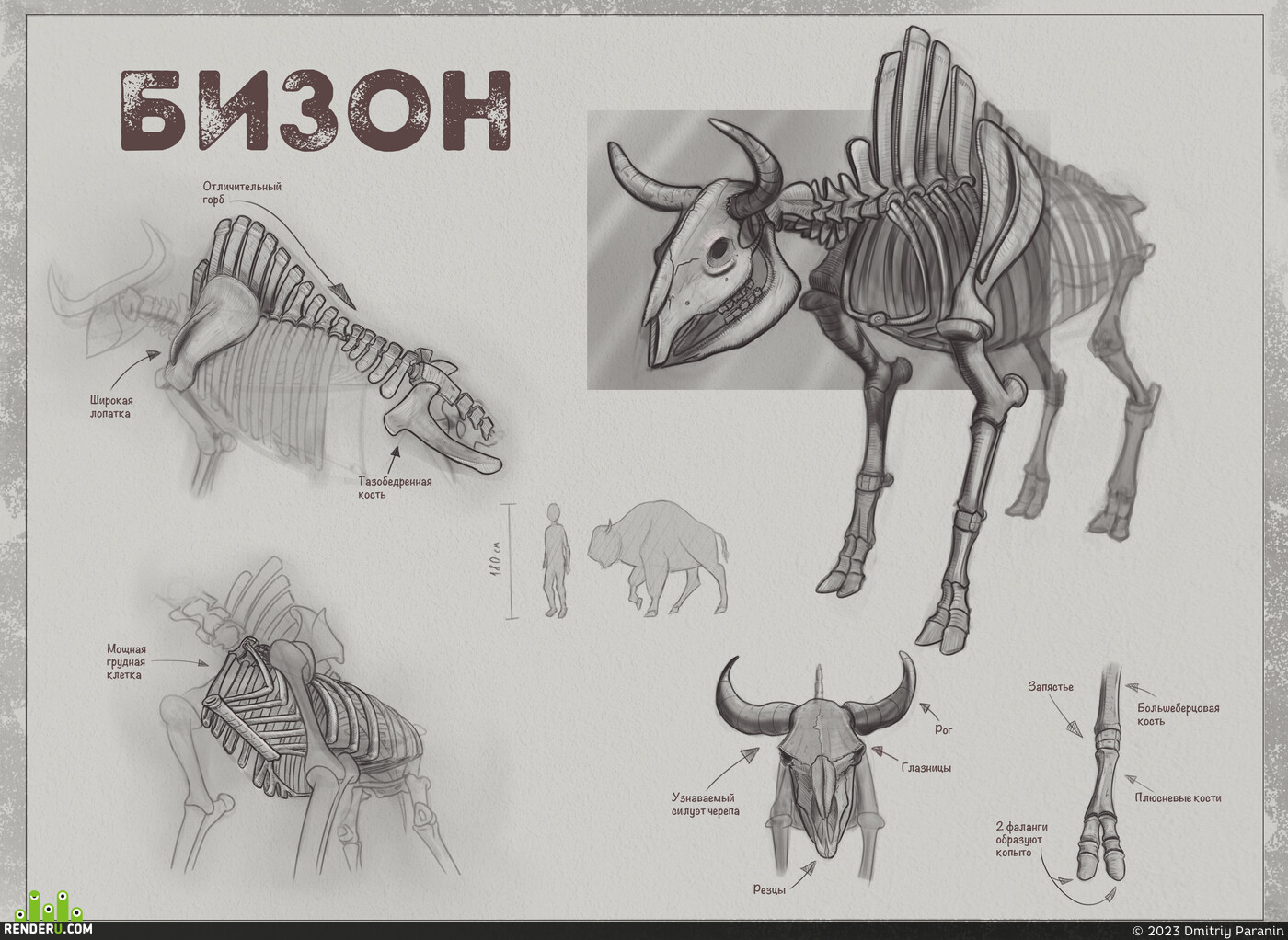 Dmitriy Paranin. Bison Skeleton