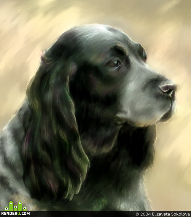 Elizaveta Sokolova. Russkiy ohotnichiy spaniel