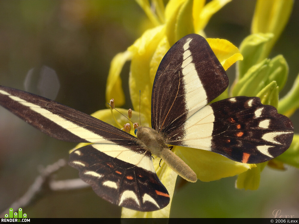 iLexx. Butterfly