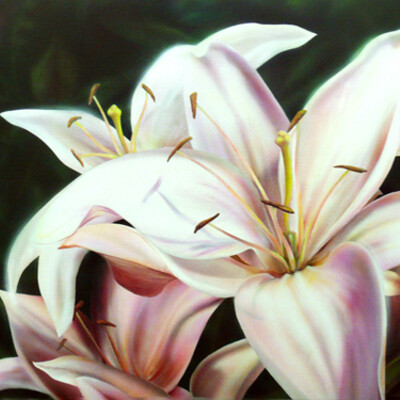 Lilii 