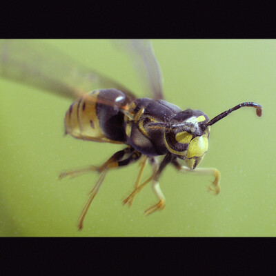 WASP