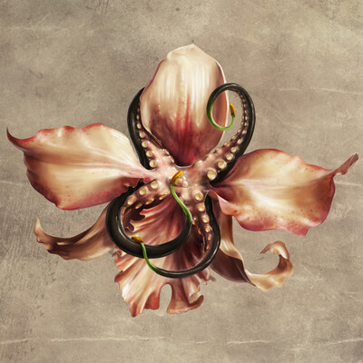 Orchid-octopus