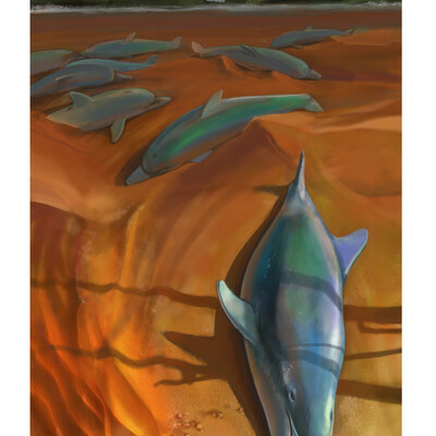 Tursiops transcendo