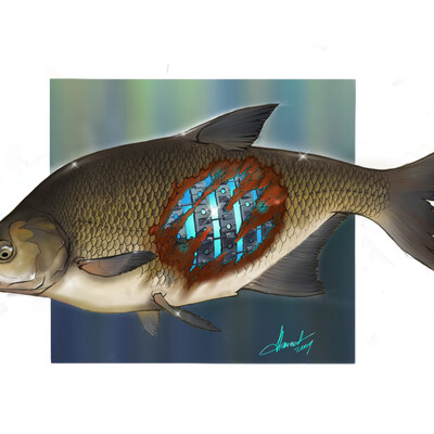 Rryiba