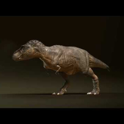 TRex Muscle Animation...