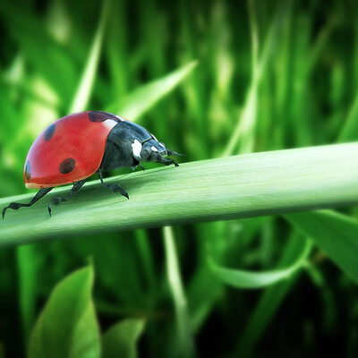 Ladybug