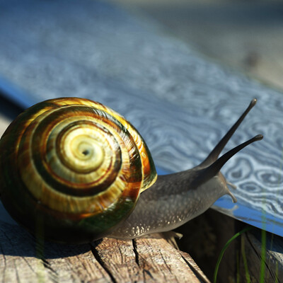 Makro(ulitka)