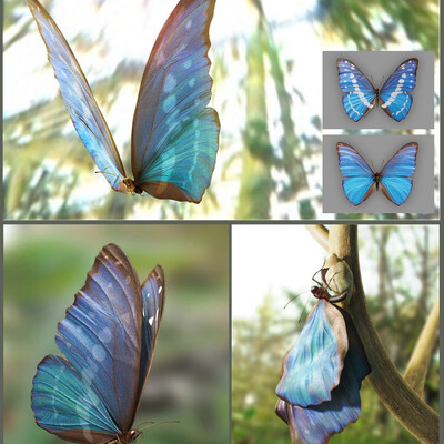 Butterfly
