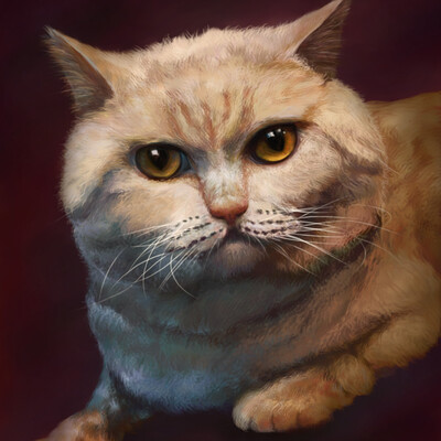 Portret kotika