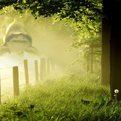 SHARK