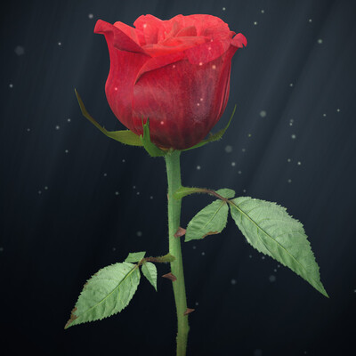 Rose