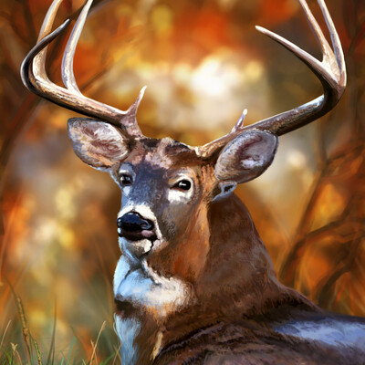 Deer's eyes