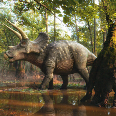 Triceratops in the forest