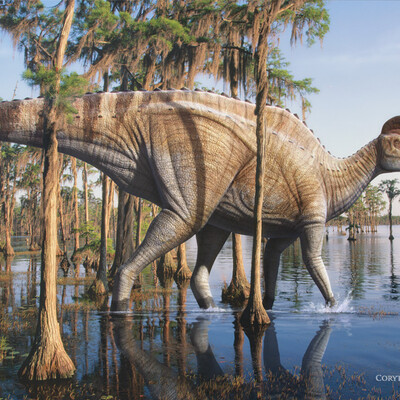 Corythosaurus casuarius