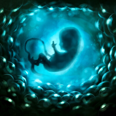 embryo