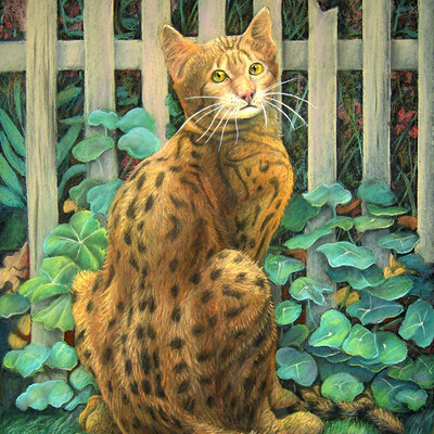 Bengal cat