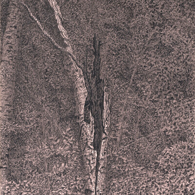 Broken tree