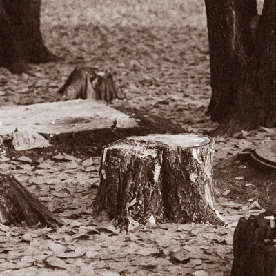 Trees stumps