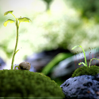 New life