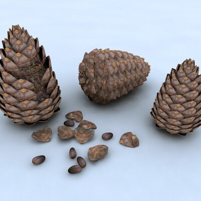 Pine Nuts (Cone)