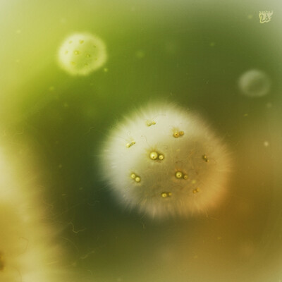 dust