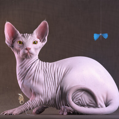 Sphynx Cat