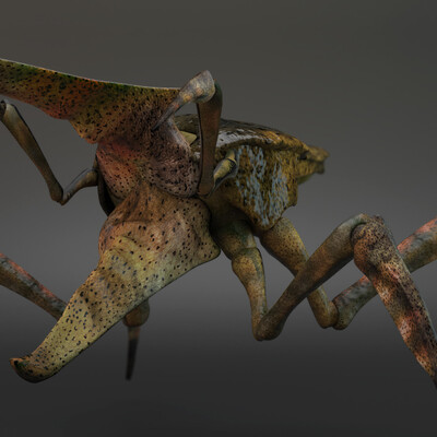 Desert Warrior Bug