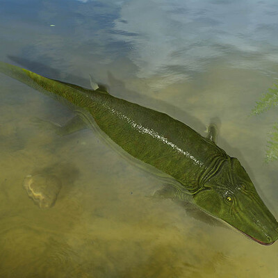 Paracyclotosaurus davidi