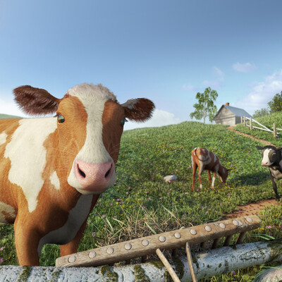 Calves in summer