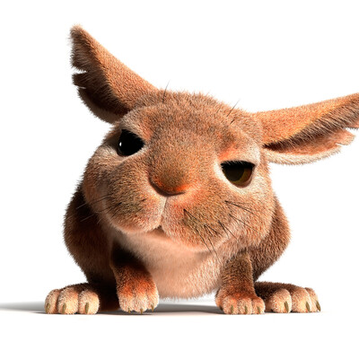 Rabbit 