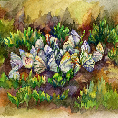 Butterflies