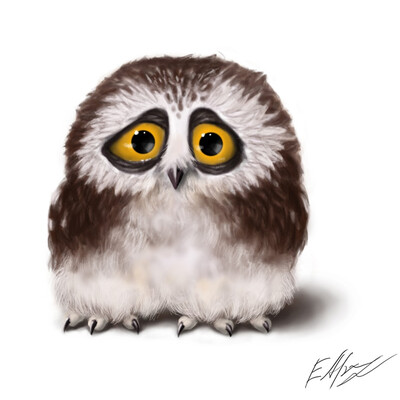 Sad little owl