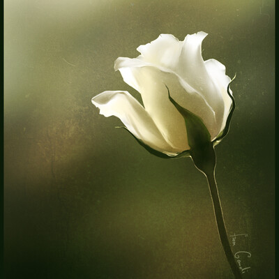White rose