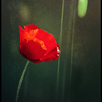 poppy