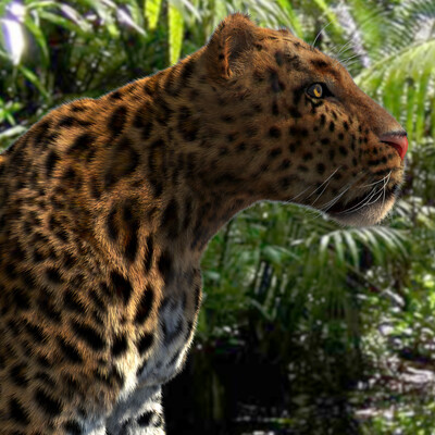 Leopard