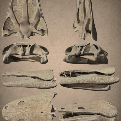 Metoposaurus diagnosticus