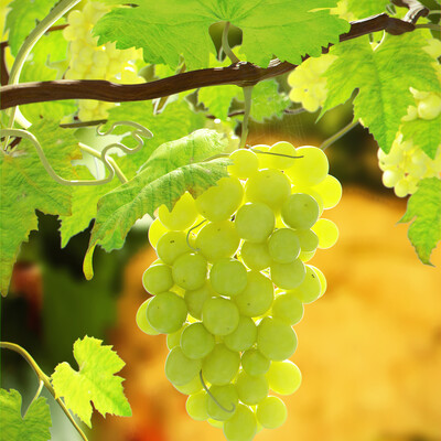 Grapes