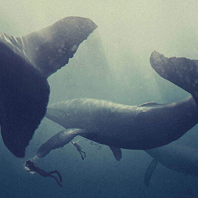 whales