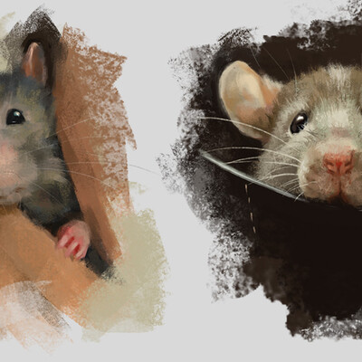 Study Pets