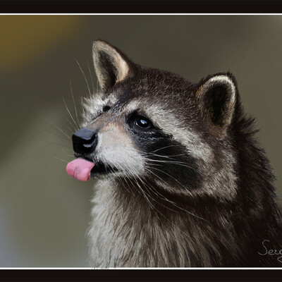  Raccoon