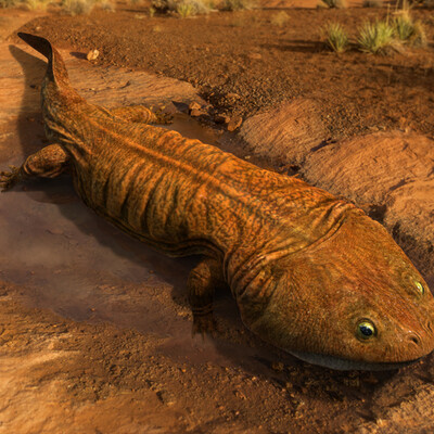 Siderops kehli