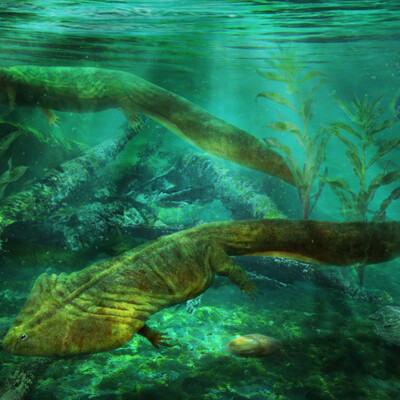 Diplocaulus